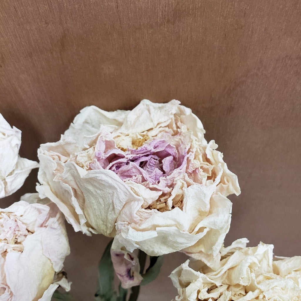 Dried Peony Flowers - Cream/white/blush