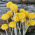 Dried Craspedia Billy Ball Flowers
