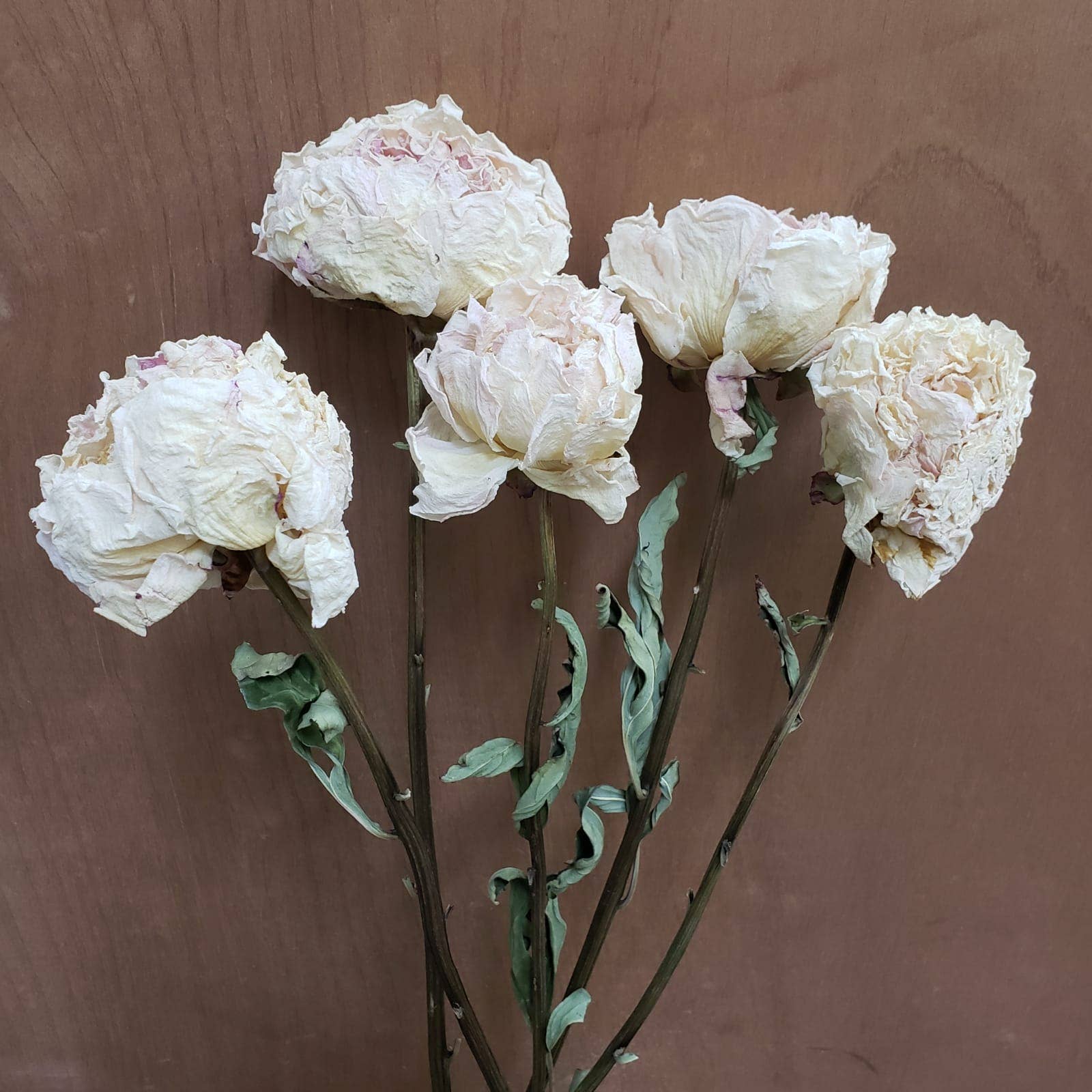 Dried Peony Flowers - Cream/white/blush