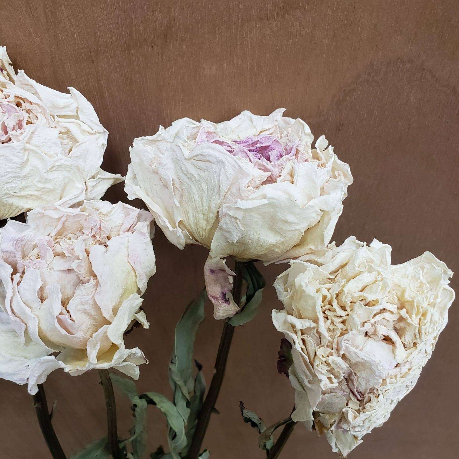 Dried Peony Flowers - Cream/white/blush