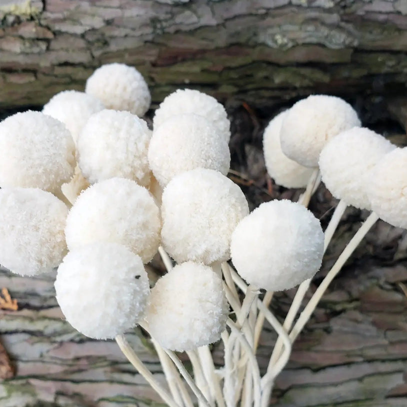Dried Craspedia Billy Ball Flowers