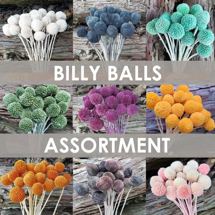 Dried Craspedia Billy Ball Flowers