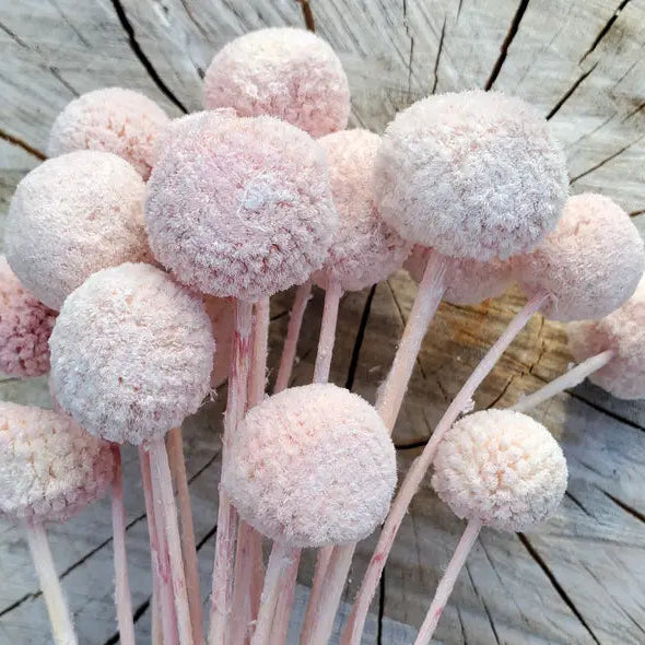 Dried Craspedia Billy Ball Flowers