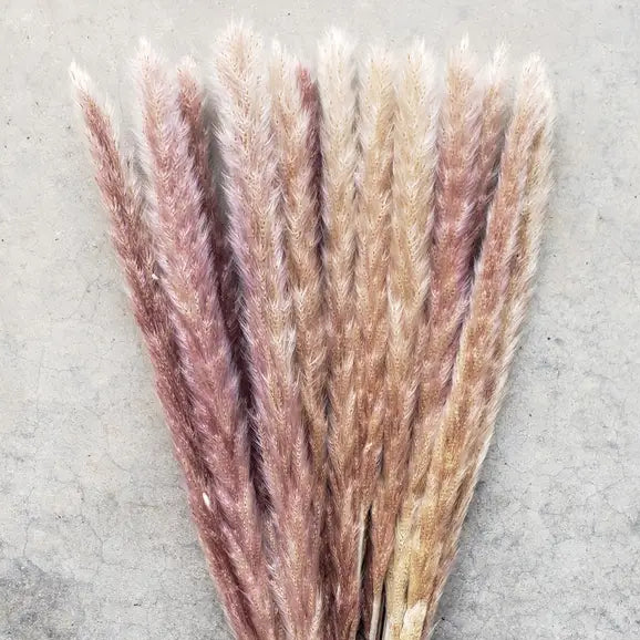 Dried Pampas Grass