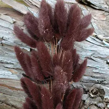 Dried Bunny Tails