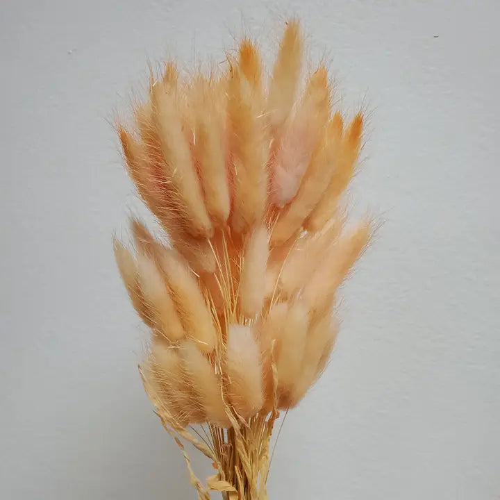 Dried Bunny Tails