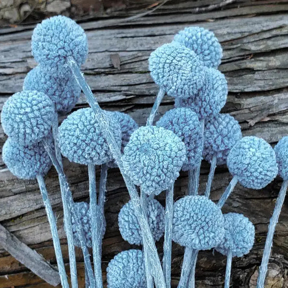 Dried Craspedia Billy Ball Flowers