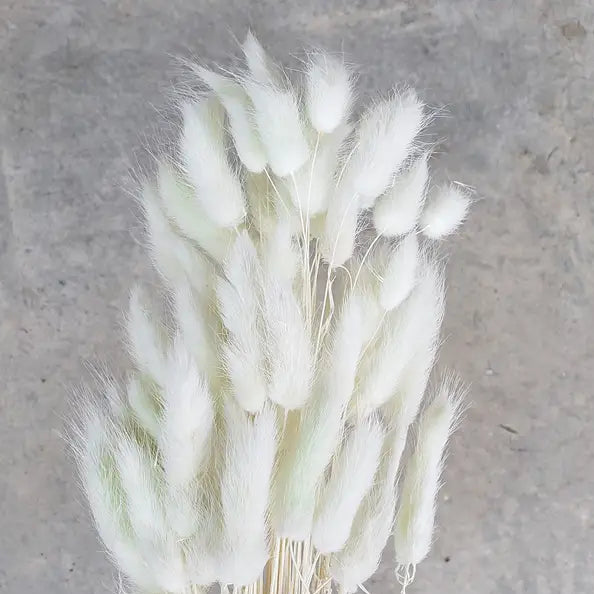 Dried Bunny Tails