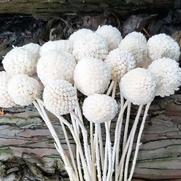 Dried Craspedia Billy Ball Flowers