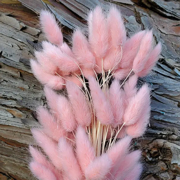 Dried Bunny Tails