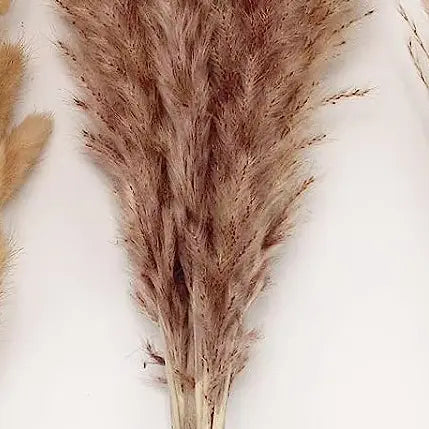 Dried Pampas Grass