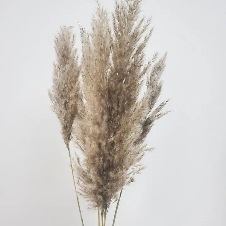 Dried Pampas Grass