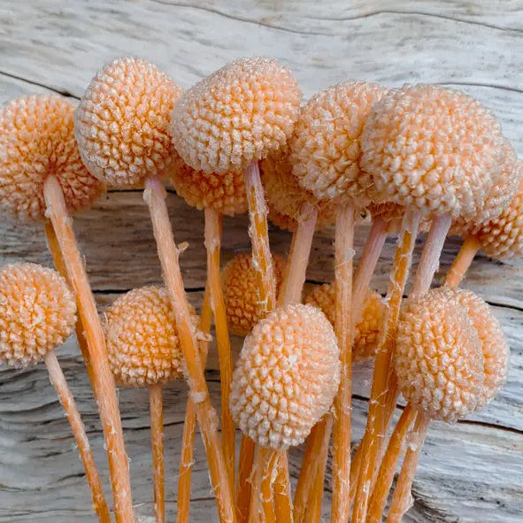 Dried Craspedia Billy Ball Flowers