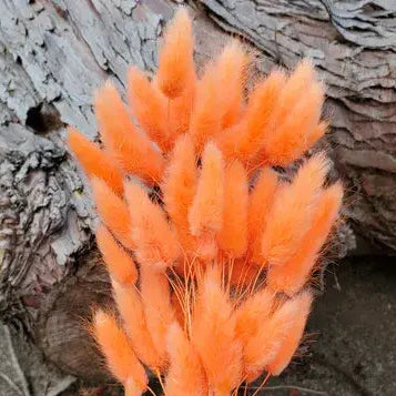 Dried Bunny Tails