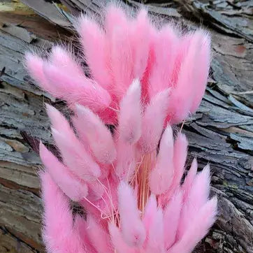 Dried Bunny Tails
