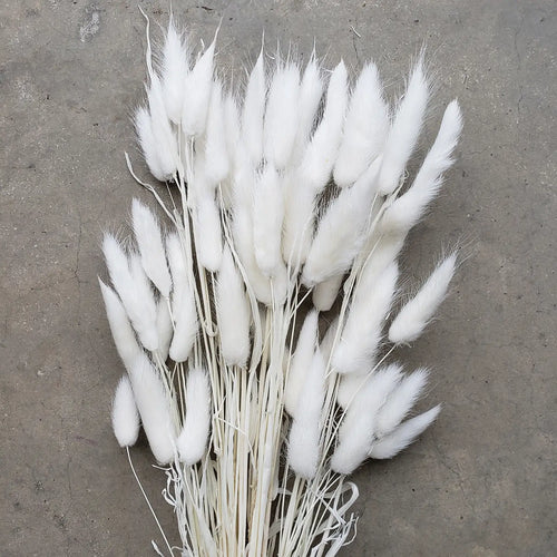 Dried Bunny Tails