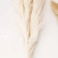 Dried Pampas Grass